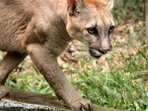 Odfw Worried By Daytime Prowling Of ‘very Hungry’ Bend Cougar Local