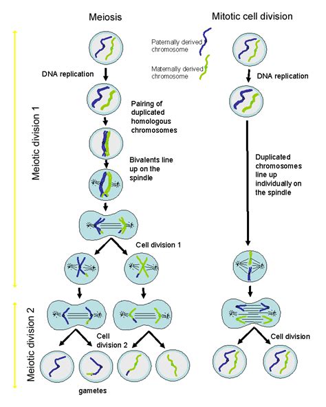 daughter cells  produced  meiosis examples  forms