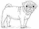 Pug Coloring Pages Dog Draw Cute Drawing Printable Pugs Baby Puppy Step Kids Print Dogs Mops Drawings Visit Categories Tutorials sketch template