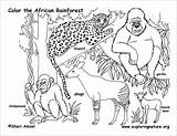 Coloring Animals African Rainforest Teachers Kids Coloringbay Pages sketch template
