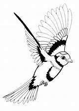 Tiere Ausmalbilder Malvorlagen Zum Vögel Ausdrucken Voegel sketch template