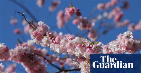 It S Cherry Blossom Season Share Your Pictures Spring The Guardian