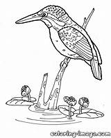 Kingfisher Coloring Pages Getcolorings Color Printable Animal sketch template