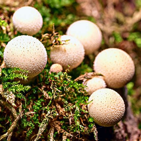 puffballs mushroom appreciation