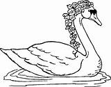 Swan Lebada Colorat Cisne Desene Schwan Coroa Cisnes Ausmalbild Planse Lebede sketch template