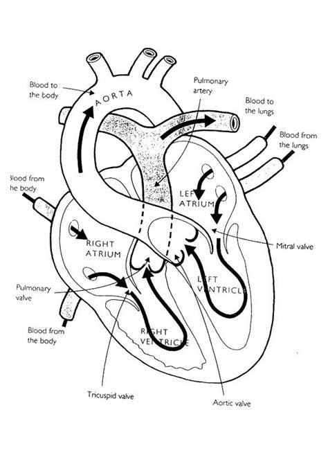 human heart coloring pages  kindergarten veins  arteries