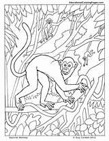 Monkey Coloring Pages Squirrel Book Kids Printable Primates Orangutan Animal Jungle Rainforest Two Books Animals Color Colouring Drawings Colouringpages Au sketch template