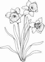 Coloring Gladiolus Designlooter Daffodil Narcissus Cartoons Select Crafts Printable Category sketch template