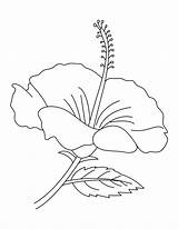 Hibiscus Hibisco Flor Bestcoloringpagesforkids Ausmalbilder Guacamayas Sheets Ausmalbild Getdrawings Hawaiian Neocoloringpages sketch template