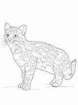 Andes Margay Mandala Machu sketch template