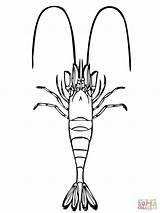 Shrimp Coloring Pages Boat Drawing Template Color Common Printable Getdrawings Sketch sketch template