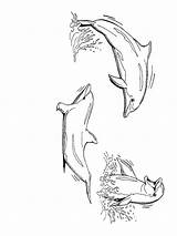 Dolfijn Dolfijnen Kleurplaten Delfine Dieren Lumba Dolphins Mewarnai Delphin Animasi Dauphin Bergerak Delfini Animaatjes Malvorlage Kleurplatenwereld Kleurplaatjes Kleuren Malvorlagen1001 Animate sketch template