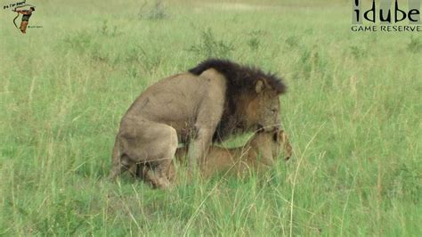 wildlife african big cats mating lions youtube