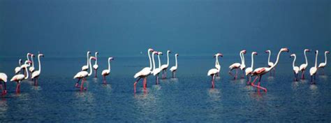 golden triangle odisha orissa and chilika lake tours patra tours and travels