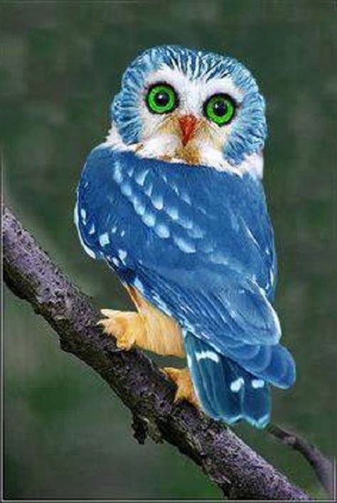 blue owl   philippines