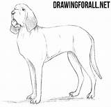 Bloodhound Drawingforall sketch template