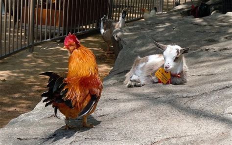 Can Goats And Chickens Live Together Pros And Cons