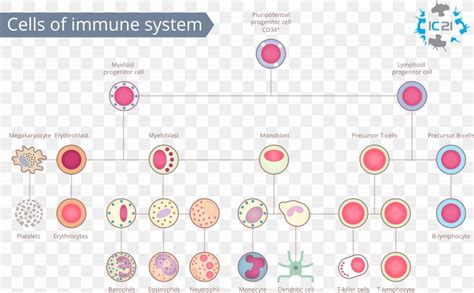 immune system white blood cell immunity human body png xpx