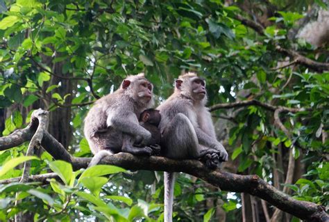 paket  bali monkey forest