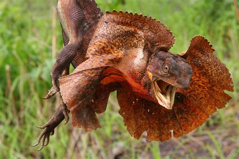 frilled neck lizard wallpaper  background image  id