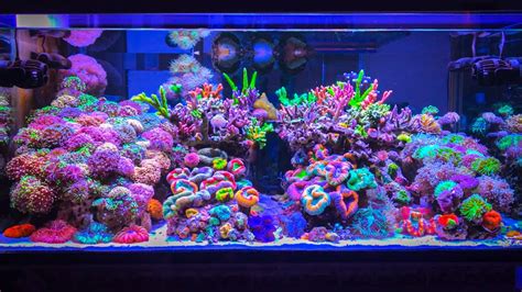 worlds  expensive private reef tank setup saltwater