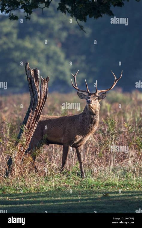 stag deer thinking     tall    tree stump stock photo alamy