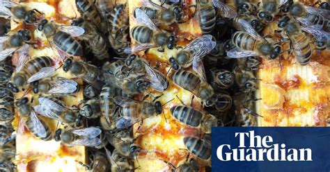 Hives Bees And Honey Your Photos Environment The Guardian
