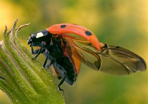 ladybugs pack wings and engineering secrets in tidy origami packages