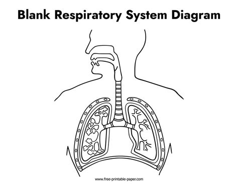 respiratory system diagram unlabeled  printable papercom