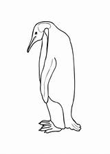 Pinguin Kaiser Ausmalbild Grosser Pinguine Ausmalen Ausdrucken Kaiserpinguin Dein Klicke Auszudrucken Pinnwand sketch template