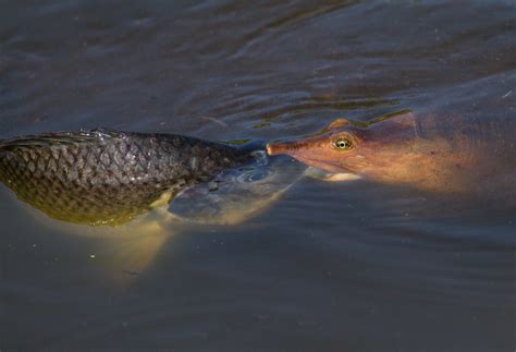 turtles  eat fish flickr photo sharing