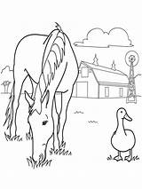 Horse Printable Caballo Caballos Cai Duck Colorat Planse Farms Pastando Crayon Granja Pferde Ausmalbilder Malvorlagen Dibujoswiki Coloringfolder Bestcoloringpagesforkids sketch template