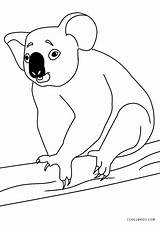 Koala Ausmalbilder Malvorlagen Bär Druckbare Ausdrucken Cool2bkids sketch template