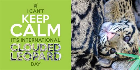 International Clouded Leopard Day 2019