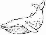 Baleine Whale Marins Ballena Coloriages Colorear sketch template