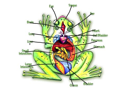 frog anatomy diagram