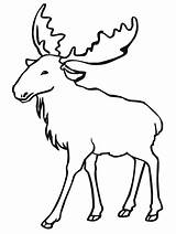 Moose Coloring Pages Elk Clipart Drawing Outlines Animal Line Printable Color Bull Kids Super Drawings sketch template
