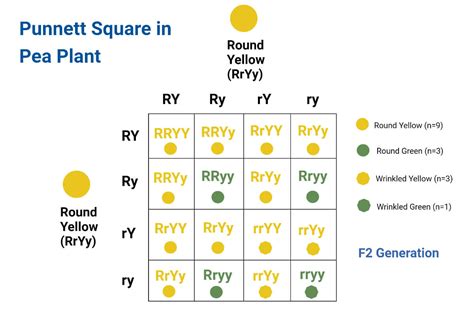 Punnett Square Definition Types Application Examples Limitations