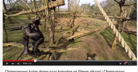 chimp swats camera drone   air  zoo