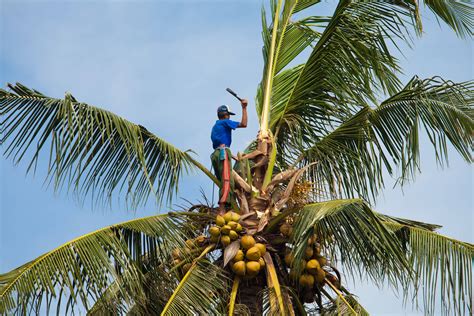 kokosnuss ein hauch von exotik industrieverband agrar