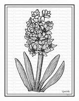 Hyacinthus Hyacinth Steph sketch template