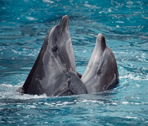 dolphin bromance study university  north florida discovers male alliances video huffpost