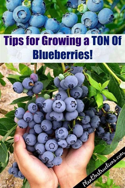 grow  huge blueberry harvest growing blueberries home