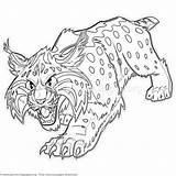 Wildcat Bobcat Getcoloringpages sketch template