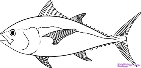 draw  tuna step  step fish animals   coloring