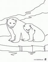 Coloring Polar Pages Animals Bear Bears Arctic Printable Color Musk Ox Hellokids Outline Drawing Choose Print Animal Popular Getdrawings Getcolorings sketch template