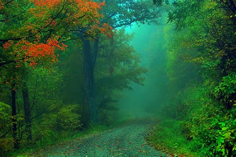 Foggy Fall Road At Some Point In Life The World S Beauty