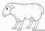 Sheep Pecore Ovejas Schafe Owce Ovinos Kolorowanka Kolorowanki Dibujo Capre Stampare Sorridente Colorir Colorkid Sonrientes Carneiros Sorriso Malvorlagen Caprinos Cabras sketch template