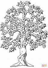 Coloring Tree Pages Apple Flowering Printable Drawing sketch template