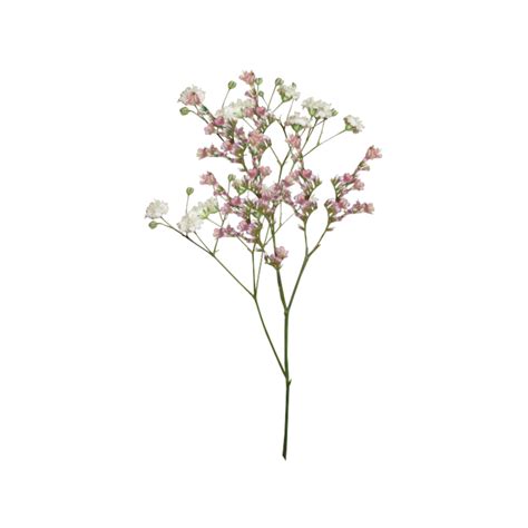 dry flowers png image background png arts